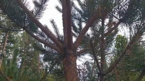 Как уменьшить высоту и размеры сосны с помощью обрезки.