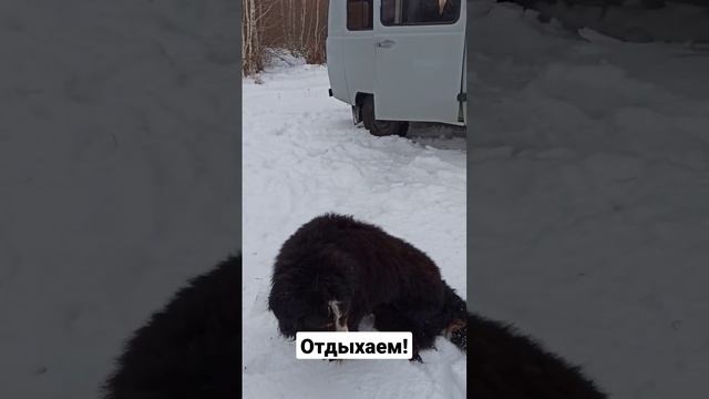 Уехал в лес на буханке с собакой смотреть онлайн