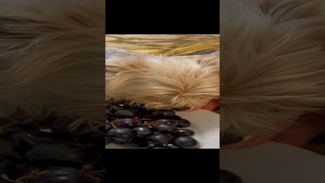 Мелкая жадюга