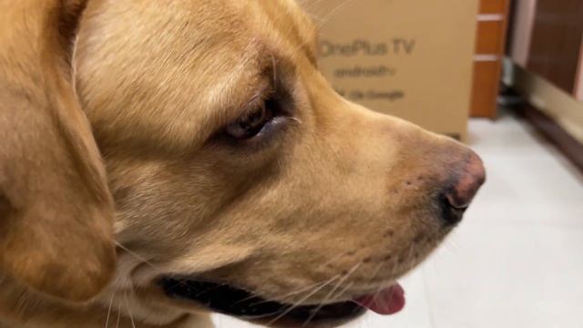 Labrador puppy disturbs his big brother when he takes out tv | Little John | смотреть онлайн