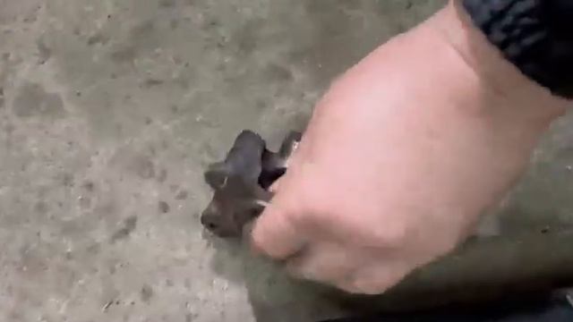 Вибрация до 60 км/ч - передний кардан BMW 5er F07 GT начал отрываться (нехарактерная проблема) смотреть онлайн