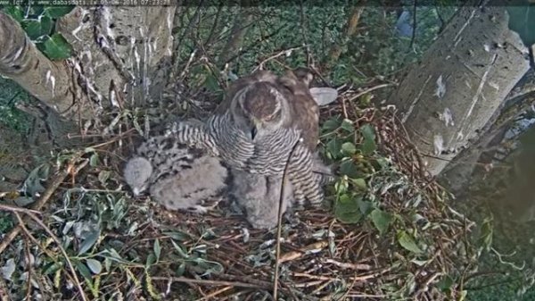 Goshawk Riga 2016-06-05 Margo call, Misters Y a sec. on nest, no prey