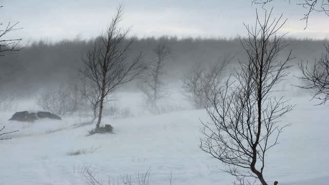 Звуки снежной бури для сна, расслабления | Завывания ветра в лесу смотреть онлайн