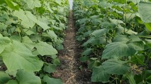 В гостях у Гарника, сравниваем Мадрилене и Бьёрн, питание, защита, схема посадки.