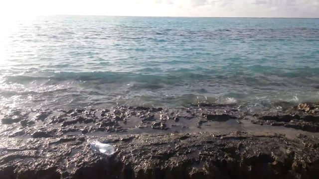 Мальдивы Крабы бегают по воде смотреть онлайн