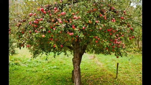 The Apple Tree Song смотреть онлайн