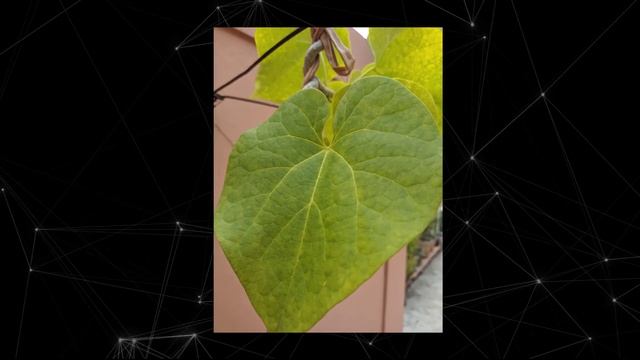 Realme 6i Camera Test ( In Depth) - Good Camera's At A Budget Price ? смотреть онлайн