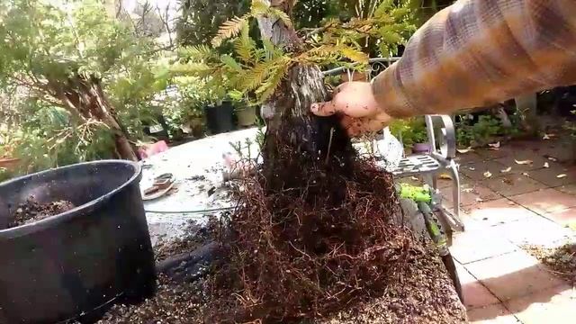 GO BONSAI LIVE! | Redwood Yamadori Work | BONSAI HUNTERS #bonsai #redwood #yamadori смотреть онлайн