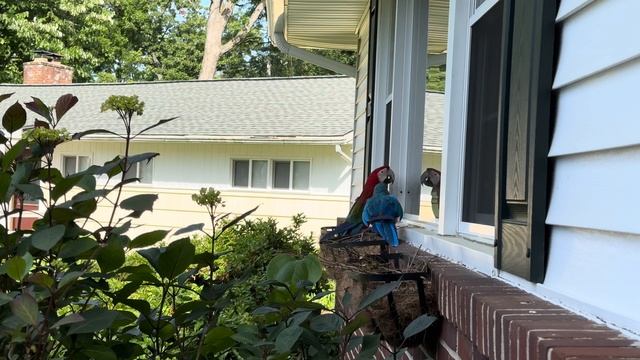 Would a Parrot look into a window if they were already outside? смотреть онлайн