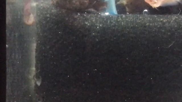 Betta Fry 28th Day. Рыбка петушок, малек 28 день. 公鸡鱼炒28天