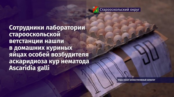 В Старом Осколе в домашних яйцах нашли особей возбудителя аскаридиоза кур нематода Ascaridia galli