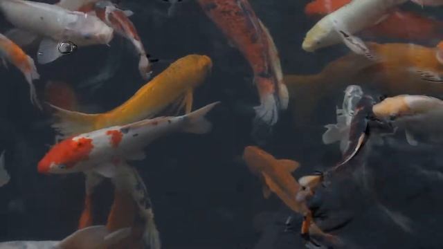 Koi Fish Live Wallpaper FREE - Lively Wallpaper смотреть онлайн
