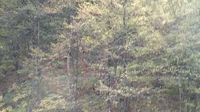 DSCF0002Северная Осетия Цейское ущелье октябрь 2020