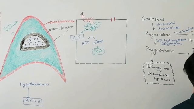 Zona reticularis physiology and anatomy. смотреть онлайн