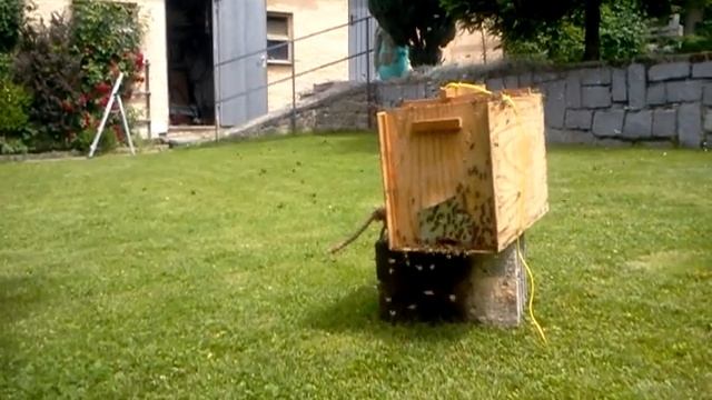Bienen sichergestellt смотреть онлайн