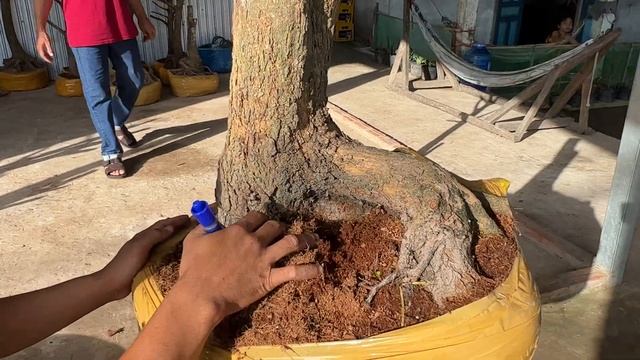 PHÔI MAI TỨ QUÝ, MAI VÀNG (#O352532959 CÓ) ngày 03/6/2O23 - @bonsai Can Tho смотреть онлайн