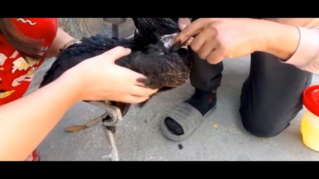 HOW TO GIVE/ADMINISTER FOWL POX VACCINE TO CHICKEN смотреть онлайн