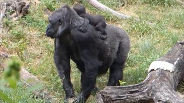 Lincoln Park Zoo Western Lowland Gorillas смотреть онлайн
