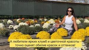 Хризантема Мультифлора