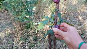 Колоновидная алыча