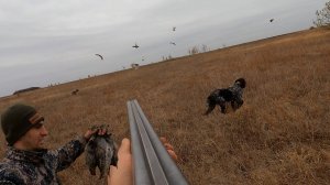 охота на куропатку 2024. стрелял как в тире