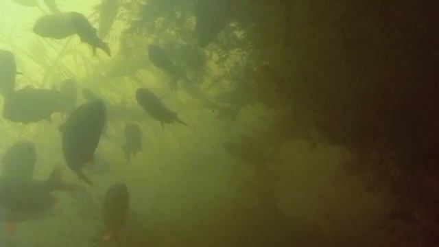 О чем молчат рыбы 3 Сазан, щука, карась в дельте Волги