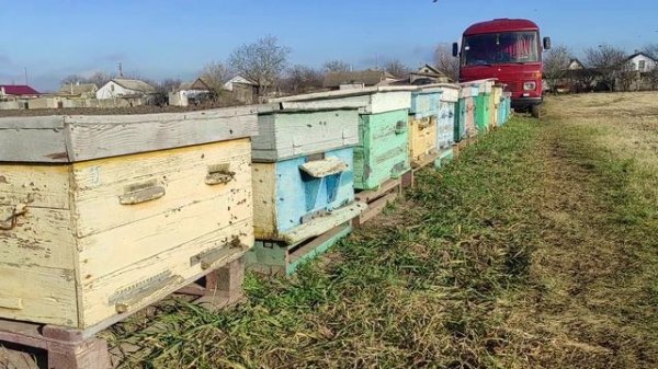 ТВОИ ПЧЕЛЫ ПЕРЕЗИМУЮТ. ЗИМОВКА ПЧЕЛ 100% !!!