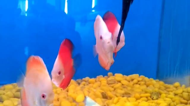 October Stock update by BANARAS AQUARIUM AND PETS смотреть онлайн