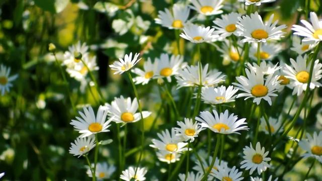 Футаж ромашки смотреть онлайн