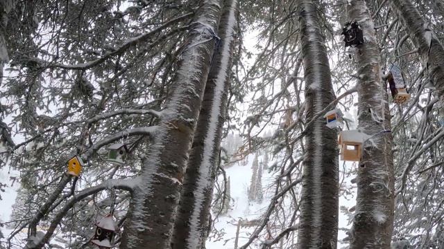 Finding our bird house from last year смотреть онлайн