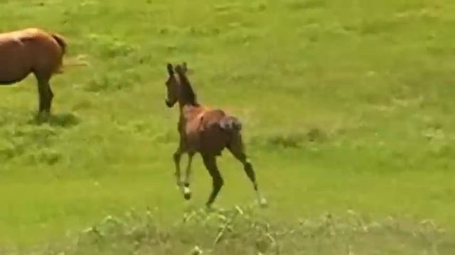 Makuba colt, L'il Mac, 23 May 2012.wmv смотреть онлайн