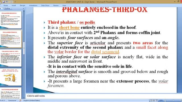 ANATOMY SECOND & THIRD PHALAX DIFFERENT ANIMAL by Dr. S.K. Bharti, Veterinary Anatomy, BVC, Patna смотреть онлайн
