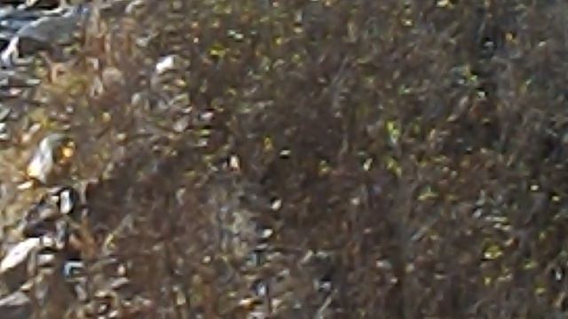 DSCN3474Северная Осетия Цейское ущелье октябрь 2020