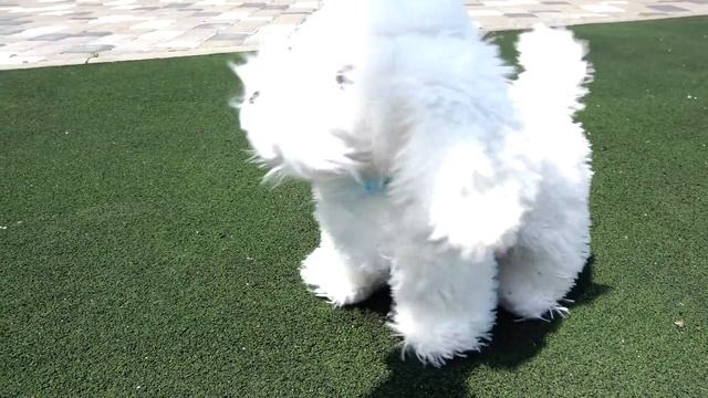 Полина хочет уложить кукол спать но ей все мешают смотреть онлайн