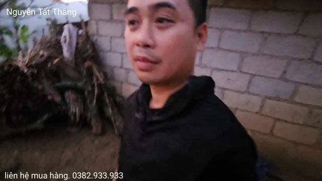 Đưa anh trai lên gặp em Mỷ 24 tuổi trên Hoang mạc đá đã thành công. Nguyễn Tất Thắng смотреть онлайн