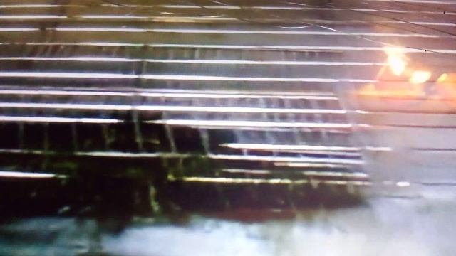 Красивые кианги - жители  Индии и Непала. Зоопитомник московского зоопарка.