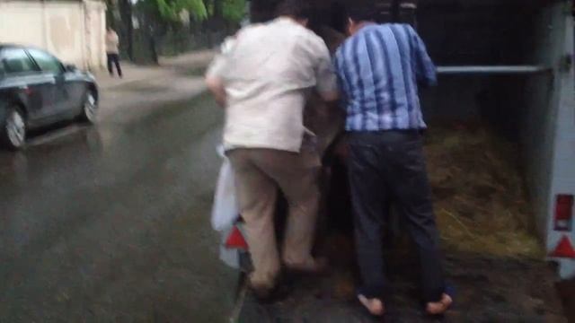 И коровы тоже против ВТО смотреть онлайн
