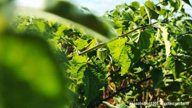 Introducing The Northern Cape Gooseberries! смотреть онлайн