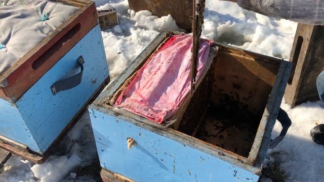 500+ Расселение пчел из общежития смотреть онлайн