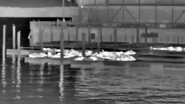 ThermApp Video - Seals Clearly Seen in San Fransisco смотреть онлайн