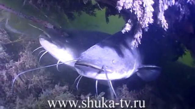 Сом Часть 1