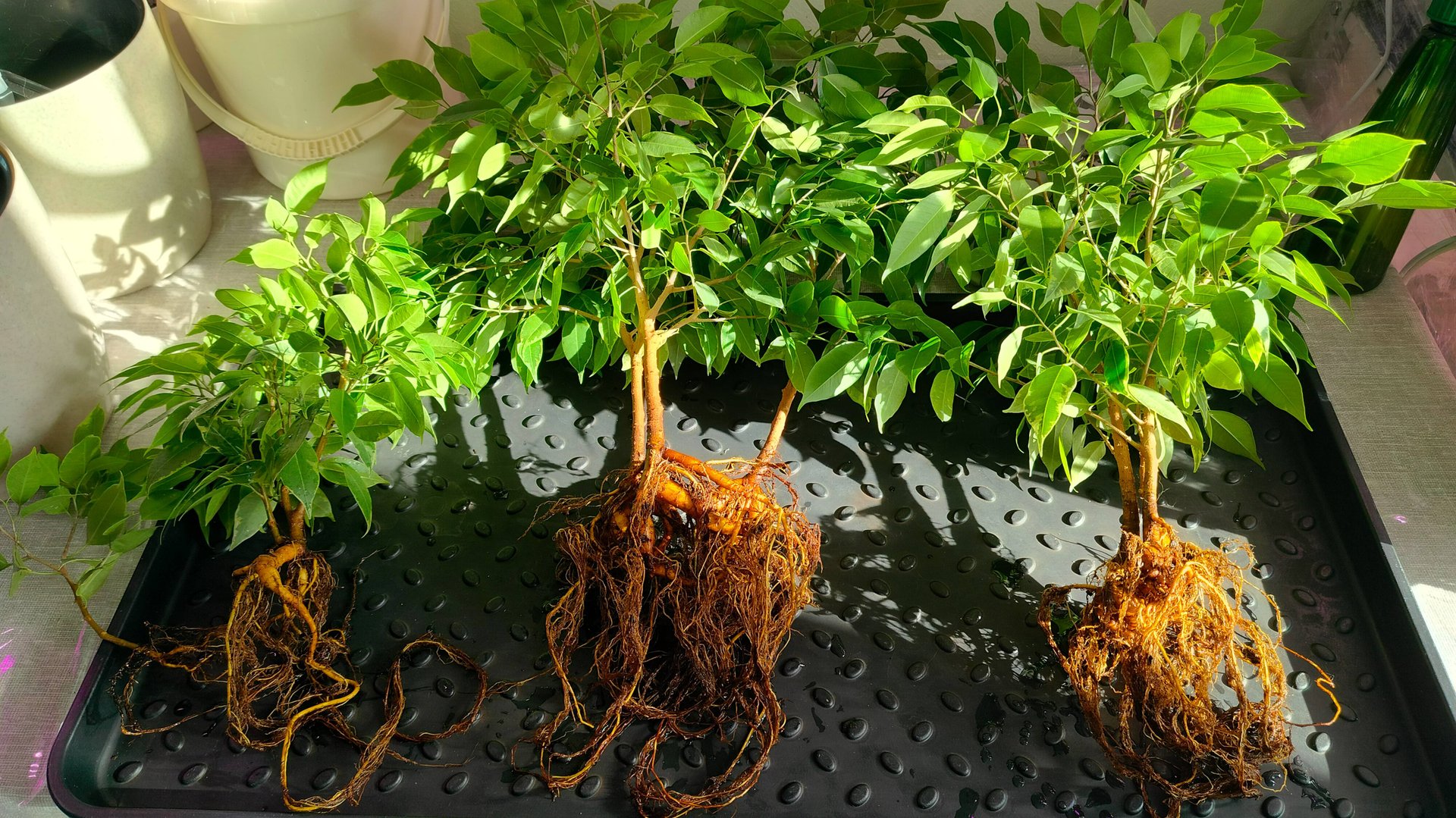 Пересадка фикуса Бенжамина "Кинке" и фикуса "Белис" на автополив смотреть онлайн