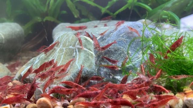 Easy Way To Breed Red Cherry Shrimp - IDEAL BEGINNERS BREEDING TIPS! смотреть онлайн