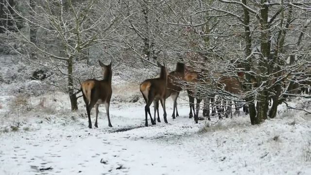 4K WILD ANIMALS | HD WILD ANIMALS | HD NATURE смотреть онлайн