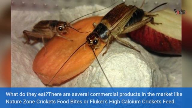 How To Breed Crickets For Bearded Dragons? | Grimdragons.com смотреть онлайн
