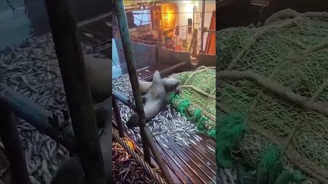 рыба.mp4 смотреть онлайн