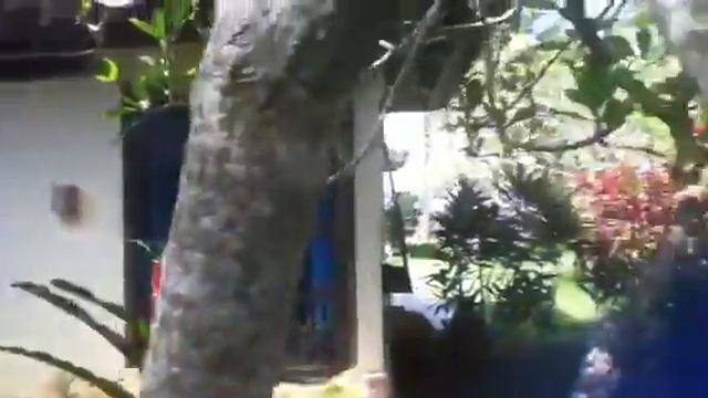 Chandidasa смотреть онлайн