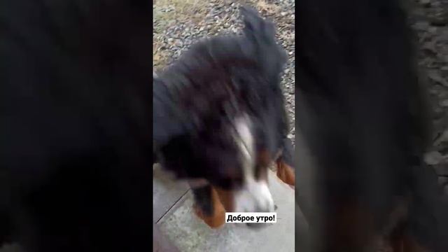 Доброе утро от Хана в деревне смотреть онлайн