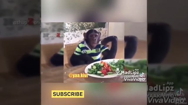 New YaaKivi funny videos compilation смотреть онлайн