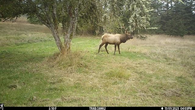 I need to tell Mr Bear about these apples! Wildlife смотреть онлайн
